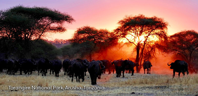 Tarangire National Park, Tanzania
